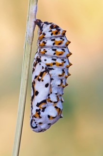 Die Puppe des Roter Scheckenfalter (Melitaea didyma)