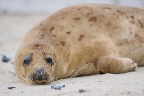 Grey seal (Halichoerus grypus), portrait, on the beach, Düne, Helgoland, Schleswig-Holstein,