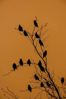 Bohemian waxwing (Bombycilla garrulus) adult birds perched in a tree silhouette at sunset, Norfolk,