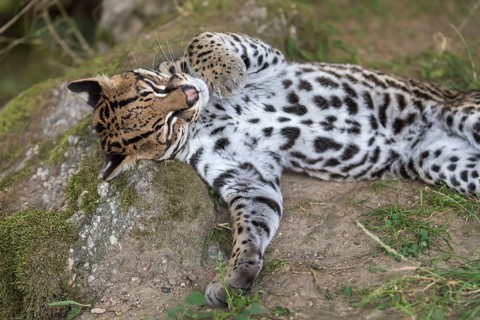One female Ocelot, Leopardus pardalis, lying on a rock with some green vegetation