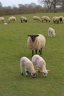 Sheep, lambs, sheep pasture, public footpath, Moreton-in-Marsh, Cotswolds, England, Great Britain