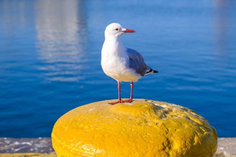 Seagull at the harbour, on a yellow bollard, Victoria & Alfred Waterfront, Cape Town, Cape Town,