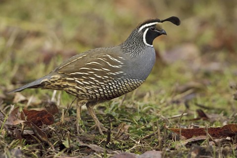 California Quail (Callipepla californica) male, British Columbia, Canada