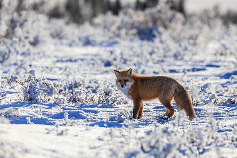 Red fox (Vulpes vulpes), fox, standing in the snow, winter, cold, backlight, Dempster Highway,