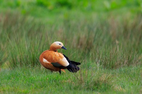 Ruddy Shelduck (Tadorna ferruginea), North Rhine-Westphalia, Germany