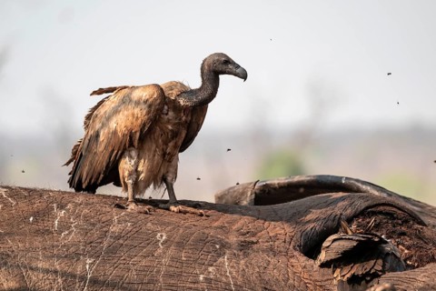 White-backed vulture (Gyps africanus), vulture feeding on the carcass of an elephant, Ihaha, Chobe