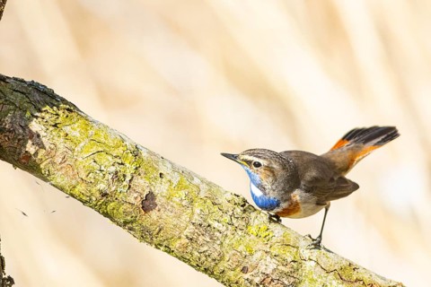 Bluethroat (Luscinia svecica cyanecula) ml Germany