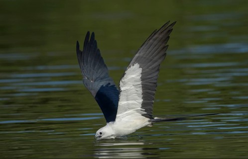 Swallow-tailed Kite (Elanoides forficatus) drinking in flight, Florida, USA
