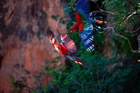 Red-and-green macaw (Ara chloropterus) Buraco das Araras Brazil