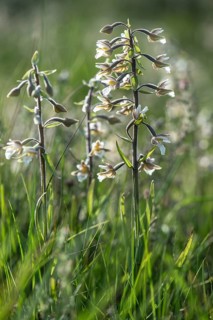Marsh Helleborine (Epipactis palustris), Emsland, Lower Saxony, Germany