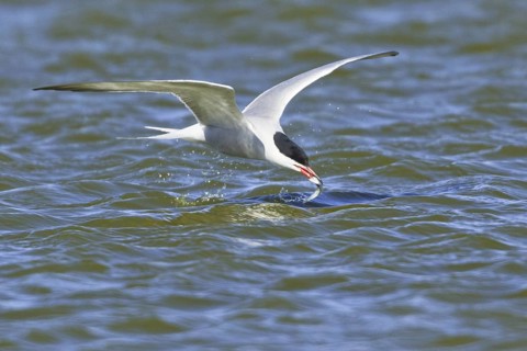 Common Tern (Sterna hirundo) flying, Texel, Netherlands