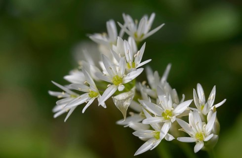 Alliaceae, Allium ursinum, wild garlic, witch onions, garlic spinach, leeks, ramsen garlic, wild