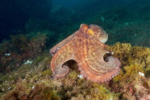 An octopus with outstretched tentacles, Common Octopus (Octopus vulgaris), moving across the