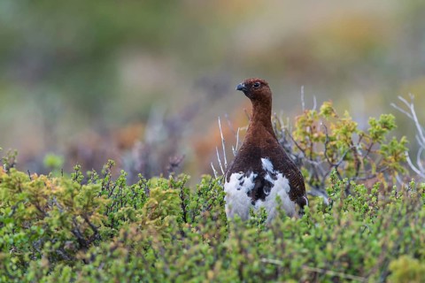 Willow ptarmigan (Lagopus lagopus), in summer plumage, Northern Norway, Norway