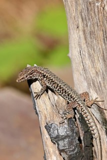 Wall lizard (Podarcis muralis), European wall lizard, in a vineyard, portrait, reptiles, animals,