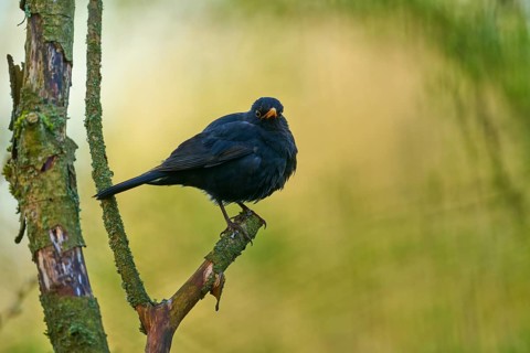 Blackbird sitting attentively on a tree branch in front of a blurred background, Blackbird (Turdus