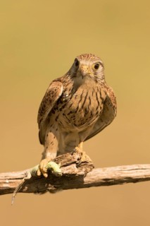 Common Kestrel (Falco tinnunculus) female perched on a branch with captured lizard, Serbia
