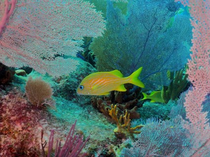 Yellow grunts, French grunts (Haemulon flavolineatum) swimming amongst vibrant, colourful corals