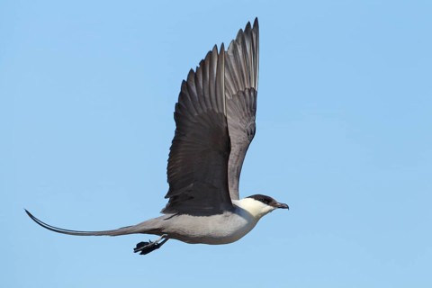 Long-tailed Jaeger (Stercorarius longicaudus) flying, Finnmark, Norway