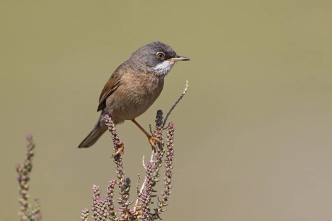 Spectacled Warbler (Sylvia conspicillata) male, Larnaka, Cyprus