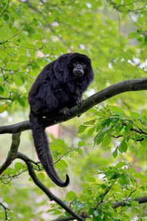 Black howler monkey (Alouatta caraya), adult, male, tree, sitting, alert, South America