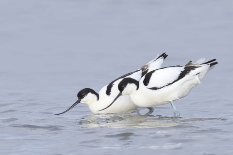 Avocet (Recurvirostra avosetta), two adult waders mating in shallow water of the Baltic Sea,