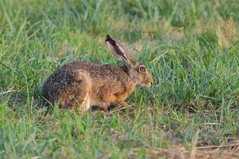 European hare (Lepus europaeus) sitting in a meadow, North Rhine-Westphalia, Germany