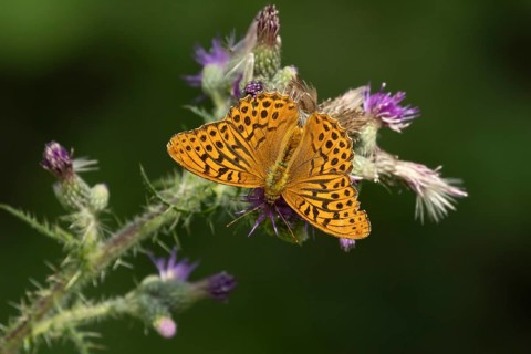 Silver-washed fritillary butterfly (Argynnis paphia) adult insect feeding on a marsh thistle flower