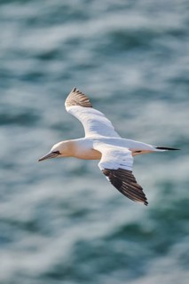 Northern gannet (Morus bassanus) flying over the sea, wildlife, Helgoland, Germany