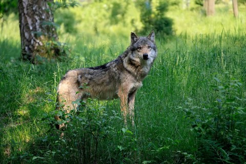 Wolf (Canis lupus), adult, in the forest, alert, Hesse, Germany