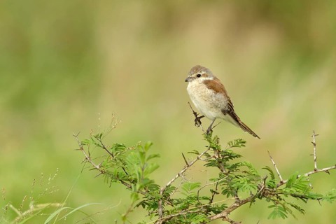 Grauwe Klauwier in de bosjes, Red-backed Shrike Sitting in the bushes