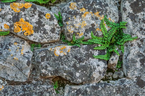 Brown-stemmed striped fern and lichens grow on rough, gray stone wall create a natural pattern,