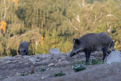 Two adult wild boar or wild pig (Sus scrofa) walking over an opening with a forest in first