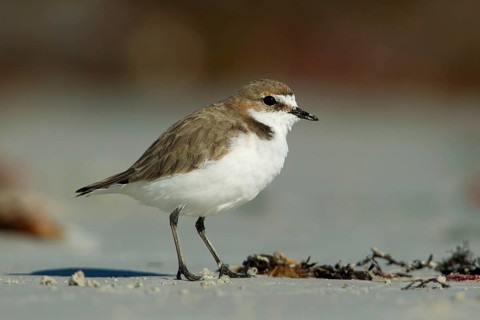 Red-capped Plover (Charadrius ruficapillus) female, South Australia, Australia