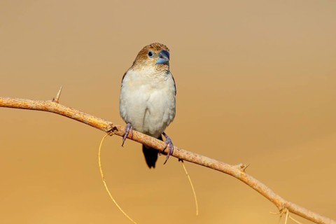 African silverbill, silver beak, silver pheasant, trusting bird, ornamental bird in Europe, family