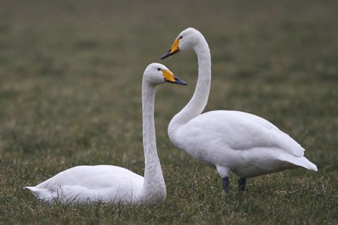 Whooper Swan (Cygnus cygnus), North Rhine-Westphalia, Germany