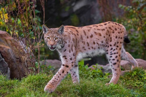 A Eurasian lynx, (Lynx lynx) runs through vegetation close to a pond
