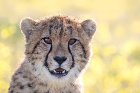 Cheetah (Acinonyx jubatus) portrait in flowering meadow, Castile-La Mancha, Spain