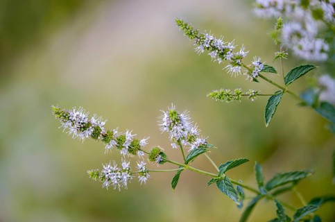 Spearmint, mentha spicata, mentha spicata agg, spearmint, flora, mint, plants