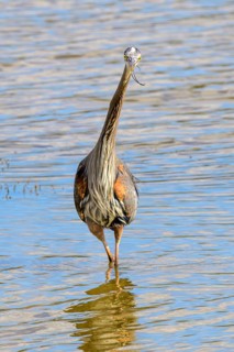 Pacific Great Blue Heron, (Ardea herodias fannini), George C. Reifel Migratory Bird Sanctuary,