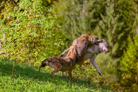 Three eurasian gray wolves (Canis lupus lupus) play with each other on a meadow on a hill