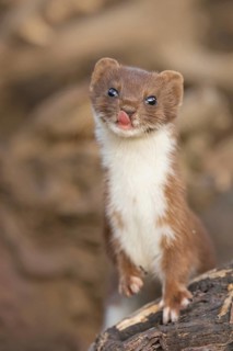 Common Weasel (Mustela nivalis) portrait on tree trunk, Castile-La Mancha, Spain
