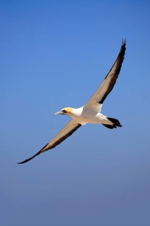 Cape Gannet (Morus capensis), adult, in flight, Lamberts Bay, Western Cape, South Africa