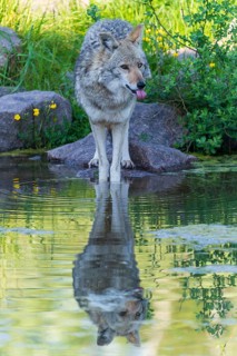 A coyote bends over the water and looks at its reflection in the pond, Coyote, coyote (Canis