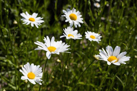Daisies (Leucanthemum vulgare) in bloom