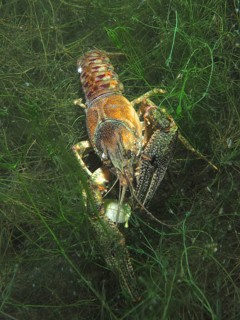 A colourful mud crayfish (Faxonius limosus), an American crayfish and invasive species, makes its