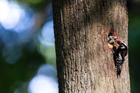 Middle spotted woodpecker (Leiopicus medius), female feeds almost fledged young bird at the