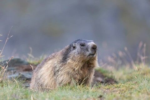 One Alpine Marmot, Marmota marmota, looking out of his den. Mountains in the distant background.