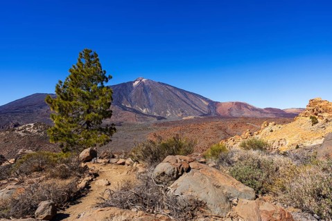 Hiking on the Montana Guajara, Canary Island pine (Pinus canariensis) with view to the Teide, Teide