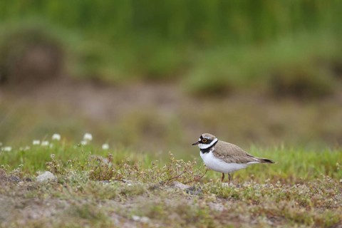 Little Ringed Plover (Charadrius dubius), Greece